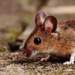 Genetically reprogrammed cells that prolong the life of mice