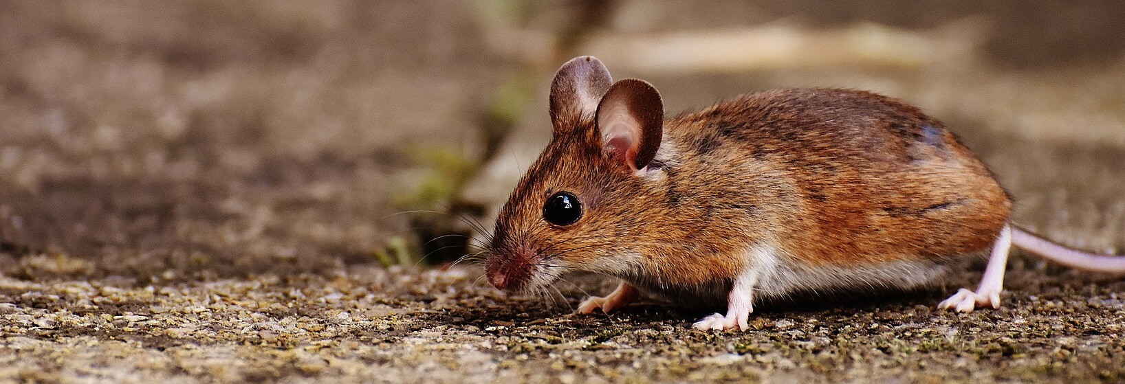 Genetically reprogrammed cells that prolong the life of mice