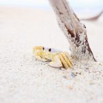 Crab on beach under a twig