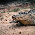 Crocodile on sand