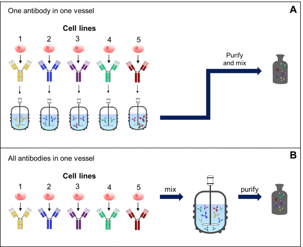 Example of ways to produce antibody mixtures. 