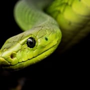 Green snake black background